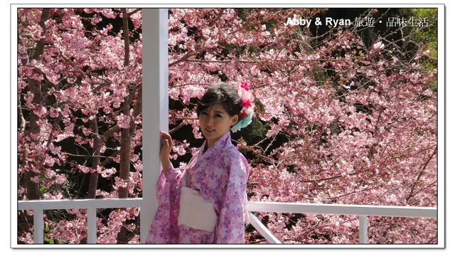 【桃園復興】日本賞櫻？！千島櫻滿開．恩愛農場