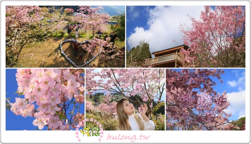 【拉拉山恩愛農場 北橫櫻花季】浪漫粉的千島櫻爆炸盛開中 / 老公!男朋友! 請充飽手機相機出發賞櫻吧! - 虎虎龍龍*珍太妃