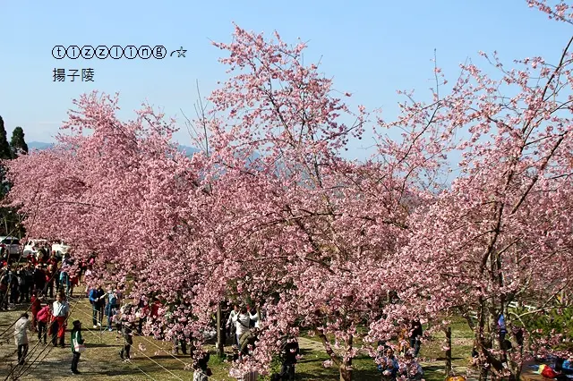 2017恩愛農場櫻花季&拉拉山恩愛農場&中巴陵櫻木花道。櫻花開～