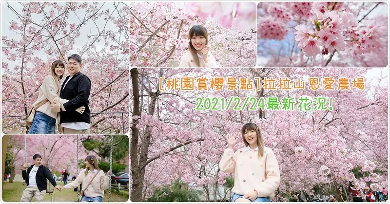 【桃園賞櫻景點】拉拉山恩愛農場-2021/2/24最新花況、景點交通一次告訴你!(必拍場景.交通方式.櫻花拍攝照分享)