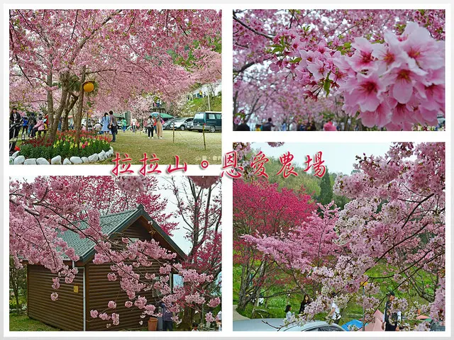 【桃園。遊記】拉拉山櫻花海大爆發。爆紅後淪陷為大雷賞櫻景點 ─ 恩愛農場(2018/03/04 花況：富士櫻；車況：排隊近 3.5 小時)