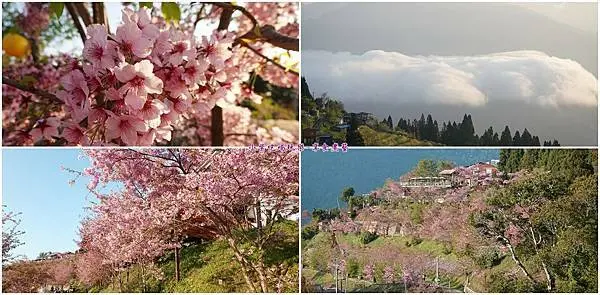 桃園景點/北橫賞櫻景點【恩愛農場】櫻花/桃花/雲瀑/露營區位置分佈圖(機車遊記)