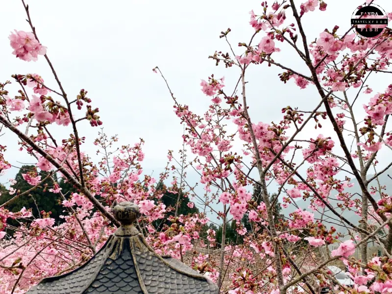 「桃園賞櫻」2020恩愛農場櫻花季。最新花況、交通資訊、門票資訊、詳細內容通通分享給你