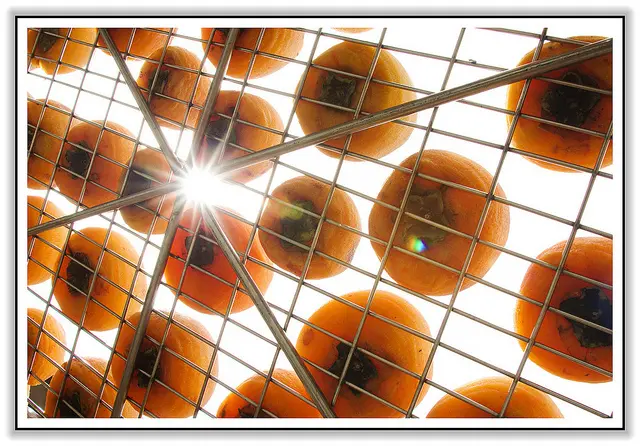 ╠新竹旅遊╣柿柿如意,讓九降風吹走一切不如意~味衛佳觀光果園