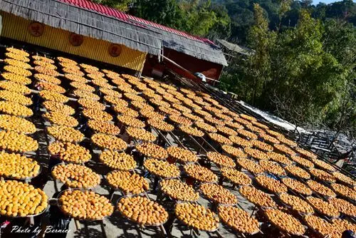 味衛佳柿餅教育農園~九降風起柿子紅了就是要看曬柿餅