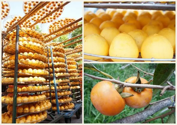 充滿活力的黃澄澄柿餅觀光農場【新埔/味衛佳柿餅觀光農場】