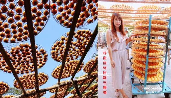 新竹免費景點 ▶ 味衛佳柿餅觀光農場 ▶ 秋天限定~黃澄澄曬柿餅美景 來拍柿子、吃柿餅、溜小孩吧