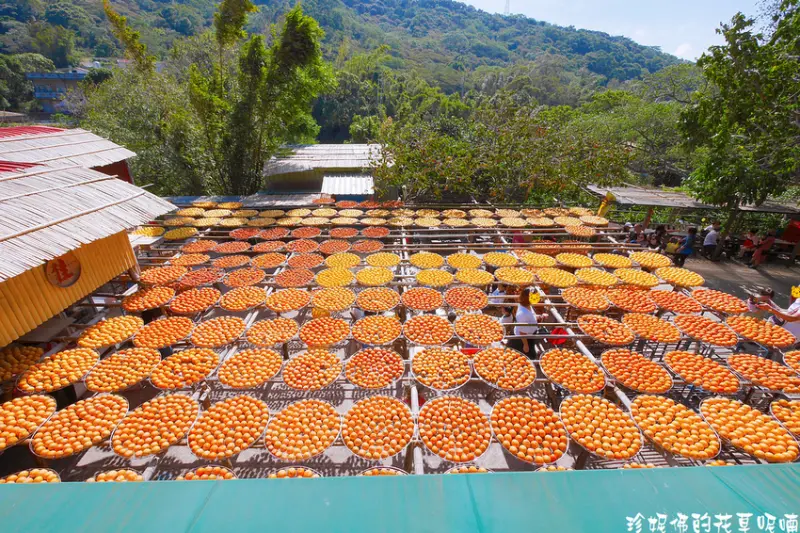 【新竹-新埔鎮】2020新埔柿餅節|味衛佳柿餅觀光農場|十月至隔年一月