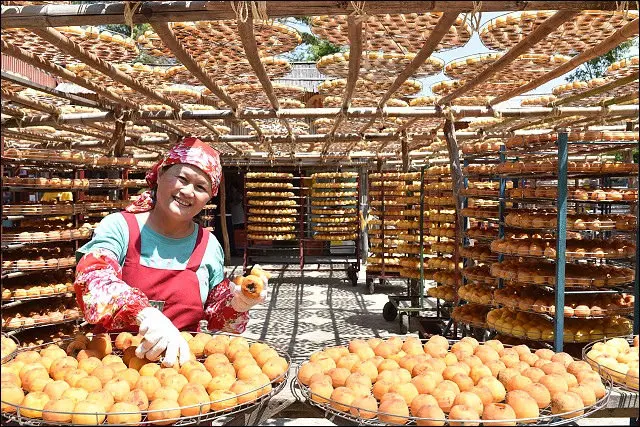 《2015新埔柿餅季旅拍》味衛佳觀光果園曬柿餅.金德水晶蛋.古月阿婆新埔板條.客家文化導覽館~by Nikon D750