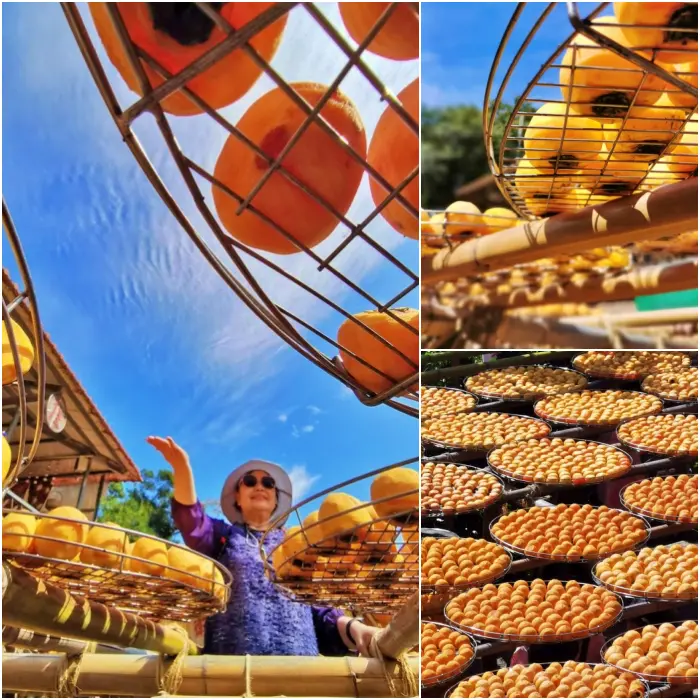 新竹景點⎪味衛佳柿餅觀光農場。季節限定的金黃色美味柿餅、夢幻黃澄澄的柿子海,還有必吃的柿子冰棒! @捲捲頭 Wonderful 品味。生活