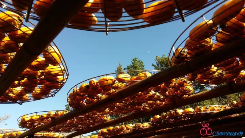 【新竹新埔】天氣晴,新竹曬柿餅去~ * 味衛佳柿餅觀光農場*~