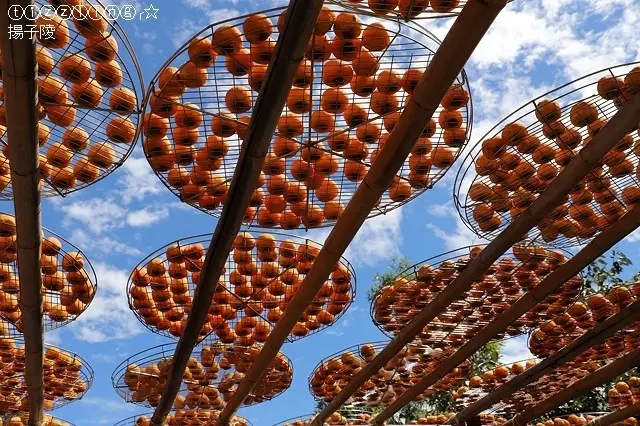 2019秋收,黃金美味,新竹味衛佳柿餅觀光農場&關西東安橋頭牛肉麵&關西東安古橋一遊~