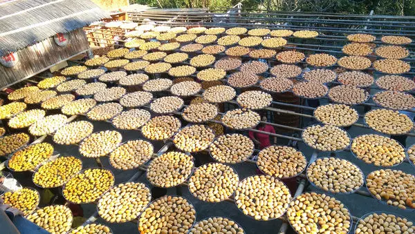 【新竹。新埔鎮】免門票!「味衛佳柿餅觀光工廠」~感受曬柿餅的美麗!