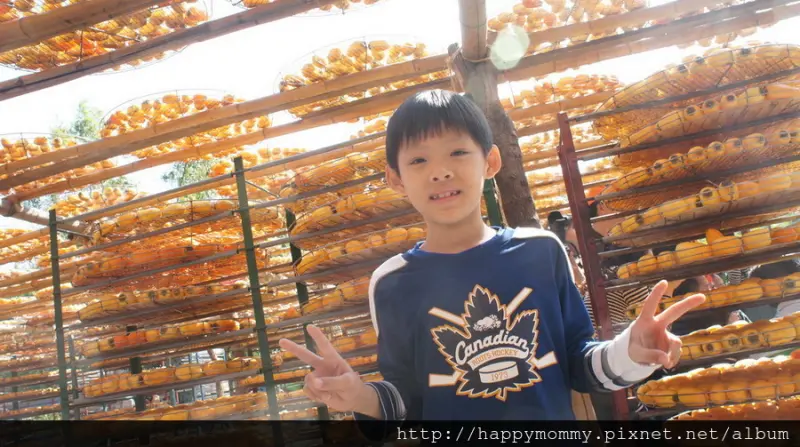 ♥ 新竹親子遊。味衛佳柿餅觀光農場-金黃柿子日光浴- 順遊附近景點-新埔老街