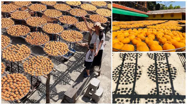 圓圓家出去玩-《新竹景點》味衛家柿餅觀光農場(免費景點)整個秋天都被橘色洗版,感受季節出門旅行就對了