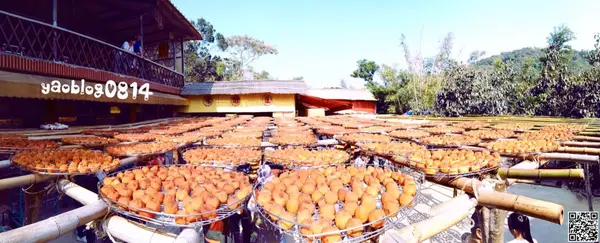 【新竹新埔│景點】味衛佳柿餅觀光農場*九降風起 又到了紅柿的季節