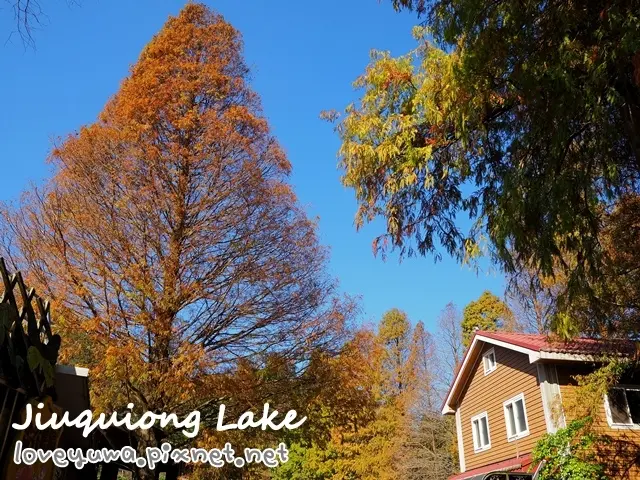 【新竹◍•ᴗ•◍新埔】景點・九芎湖休閒農業區～落羽松美景|九芎湖金谷農場、照門休閒農業區九芎湖步道