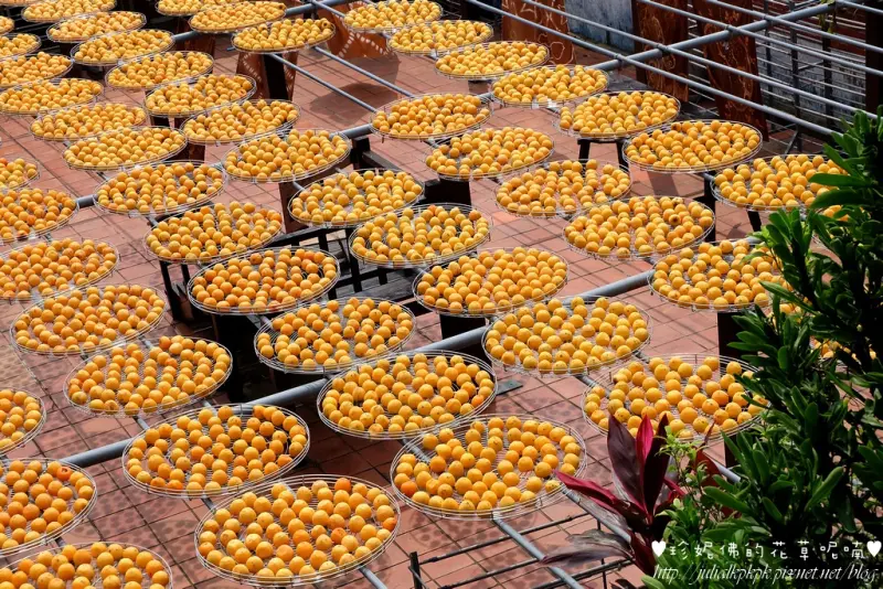 【新竹-新埔鎮】2015新埔柿餅節，金漢杮餅教育農園體驗曬柿風情