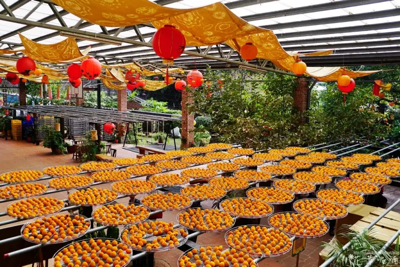 【新竹-新埔鎮】2017新埔柿餅節「金漢柿餅教育農園」