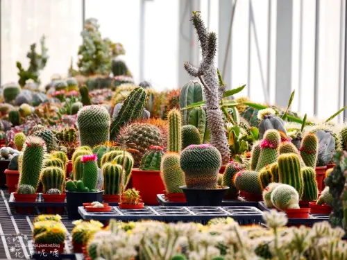 【新竹-新埔鎮】福祥仙人掌與多肉植物園