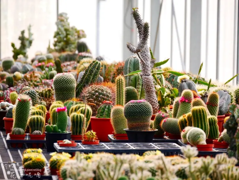【新竹-新埔鎮】福祥仙人掌與多肉植物園