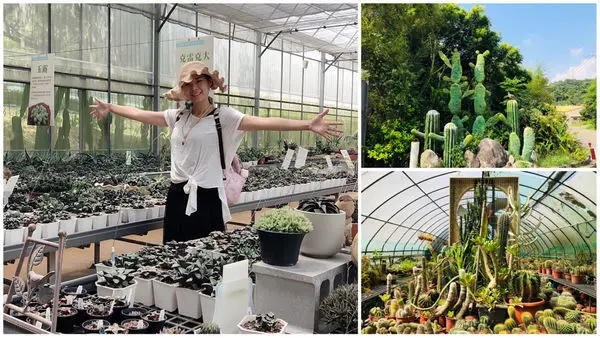 圓圓家出去玩-《新竹景點》免費景點全台種類最多的多肉王國在新竹，福祥仙人掌與多肉植物園，滿園的多肉植物好可愛