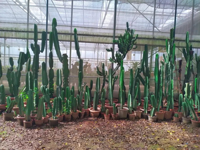 ［新竹新埔景點］免門票－福祥仙人掌與多肉植物園有七千多種仙人掌讓你打卡拍照當網美！