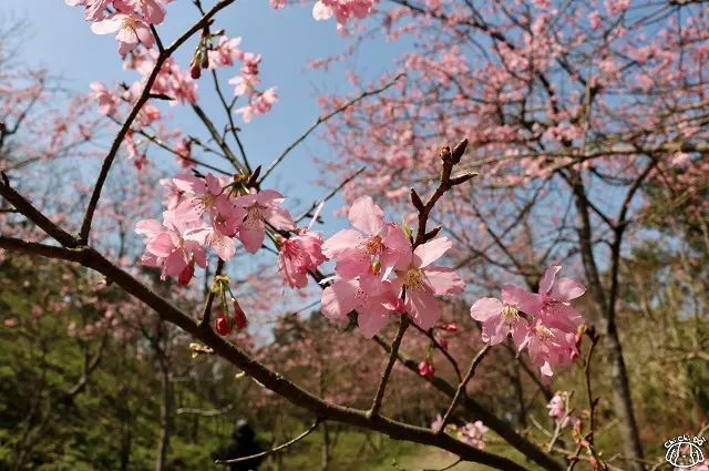 【新竹旅遊】馬武督探索森林 吉野櫻櫻花季-新竹一日小旅遊 賞櫻．賞鳥．綠光森林
