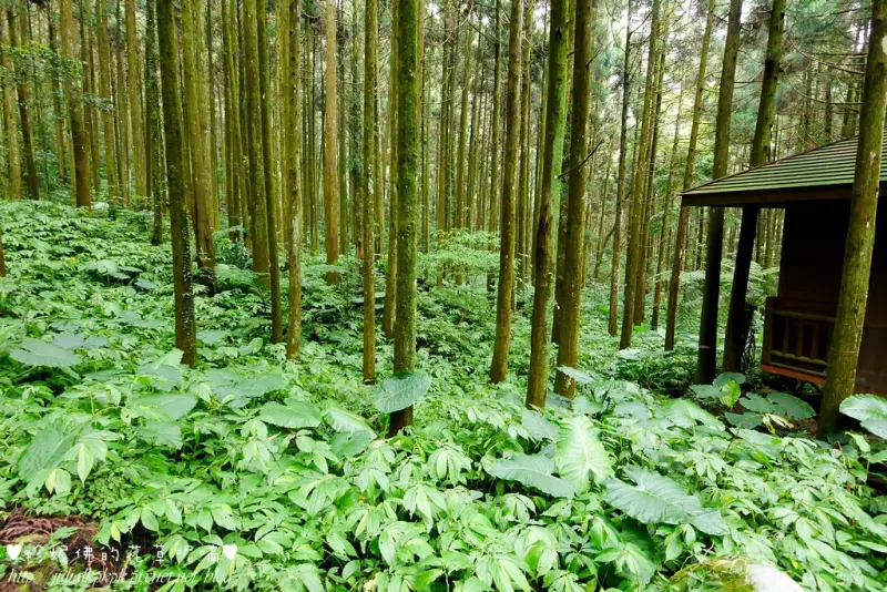 【新竹-關西鎮】馬武督探索森林