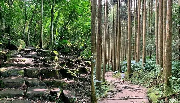 新竹關西森林步道　偶像劇拍攝地　綠光小學　馬武督探索森林　親子寵物友善