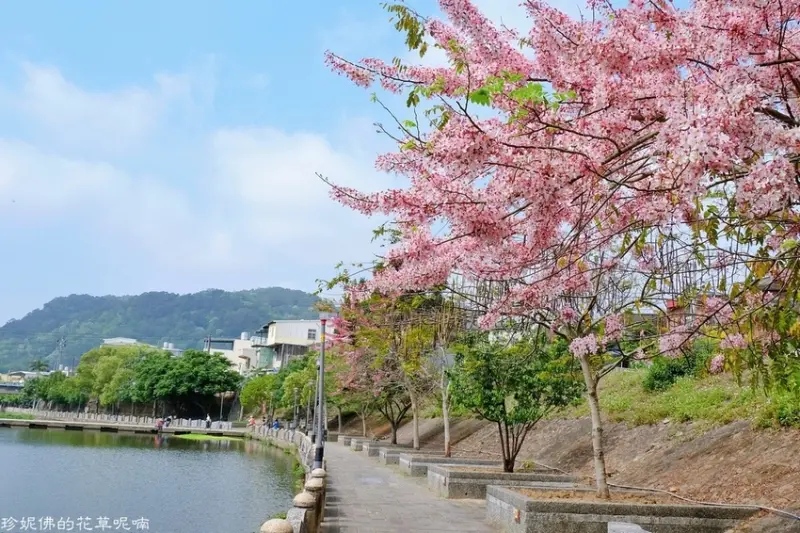  必拍花旗木打卡點：牛欄河親水公園/ WalkerLand窩客島整理提供 未經許可不可轉載