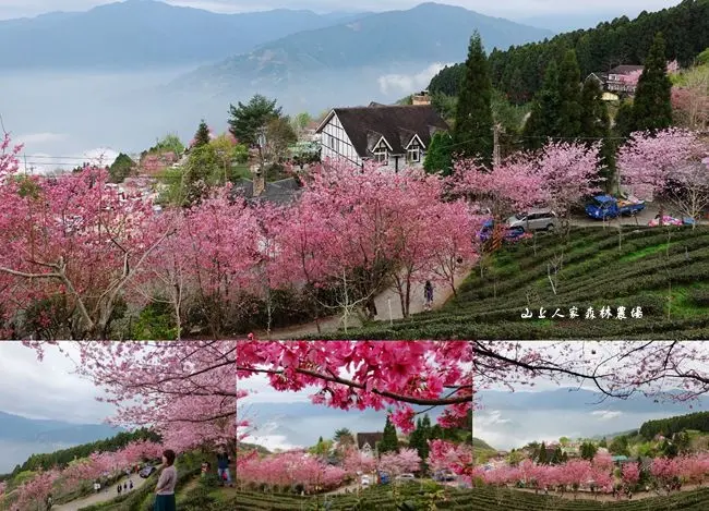 2020北部賞櫻秘境 ▶ 山上人家森林農場櫻花季 ▶ 歐式小屋、粉嫩櫻花、雲海日出 仙境級櫻花美景 山上人家森林農場2/28最新花況!