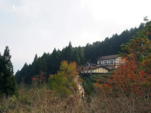 【新竹】森林與茶園的對話 山上人家森林農場