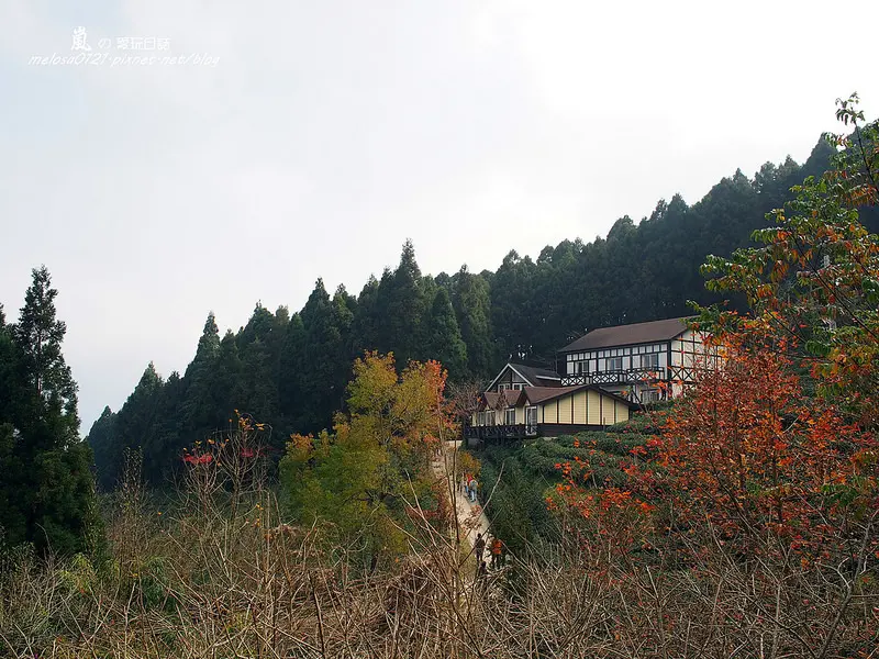 【新竹】森林與茶園的對話 山上人家森林農場