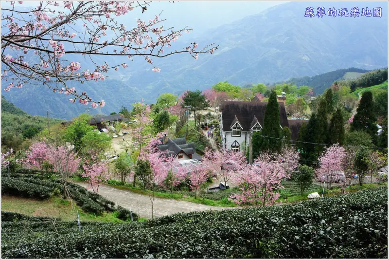 《新竹五峰賞櫻》 山上人家森林農場 粉紅櫻花綻放 有如置身世外桃源  