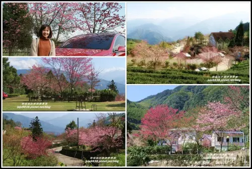 新竹五峰。山上人家森林農場。白蘭部落迦南遊客中心櫻花處處開