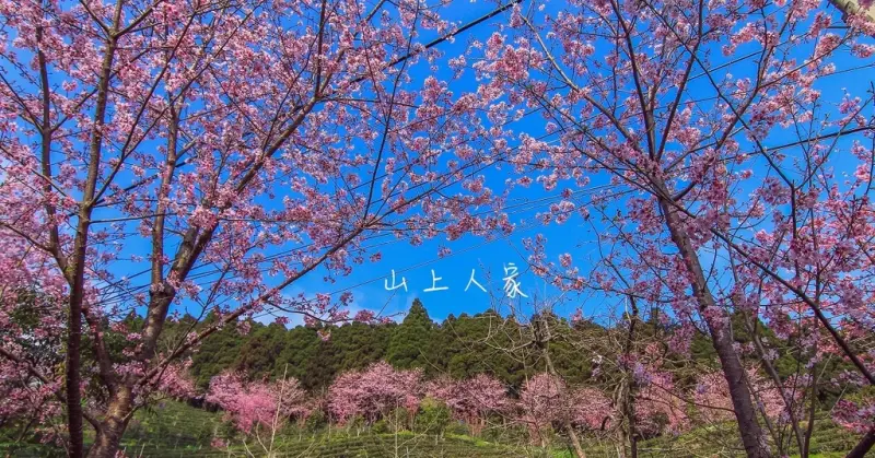 2017-山上人家櫻花季超美！一整排粉嫩櫻花綻放在梯形的茶園上，嘆為觀止的浪漫粉色美麗(3/16~3/26開放日出雲海拍攝)，空拍直擊會發光的櫻花之美！空拍需申請。