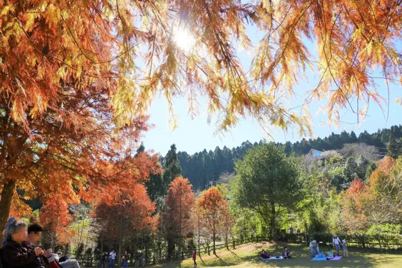【新竹五峰 | 景點】雲海上的夢幻落羽松歐風莊園ｘ森林咖啡館♖山上人家