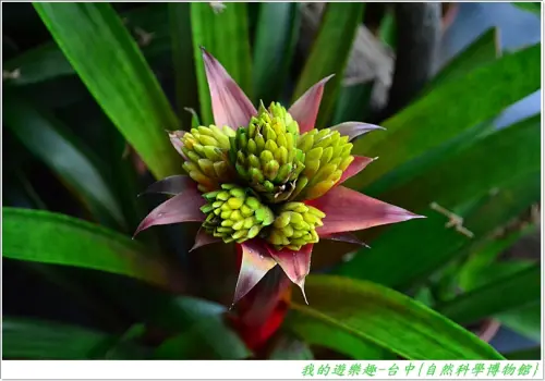 台中-自然科學博物館之植物園溫室篇 !! 