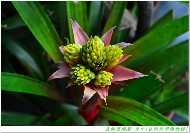 台中-自然科學博物館之植物園溫室篇 !! 