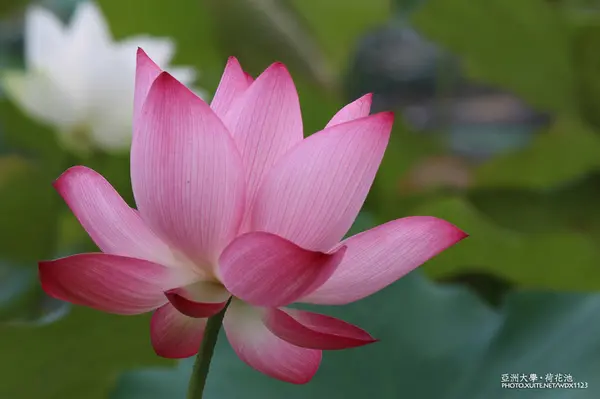 亞洲大學✪荷花池~早起的人兒拍花兒去~103.05.14＆05.17        
      