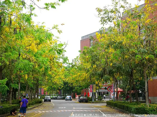 【台中。霧峰區】美呆了~天空下起黃金雨，初夏阿勃勒盛開的季節~亞洲大學賞花趣(花況5/25)