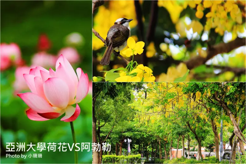 《遊║台中霧峰》亞洲大學～六月阿勃勒黃金雨！　