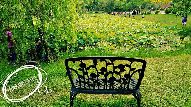 [ 台中⊙霧峰]亞洲大學尋那荷花冰清玉潔之美。尋那阿勃勒黃澄澄的喜悅。2017-