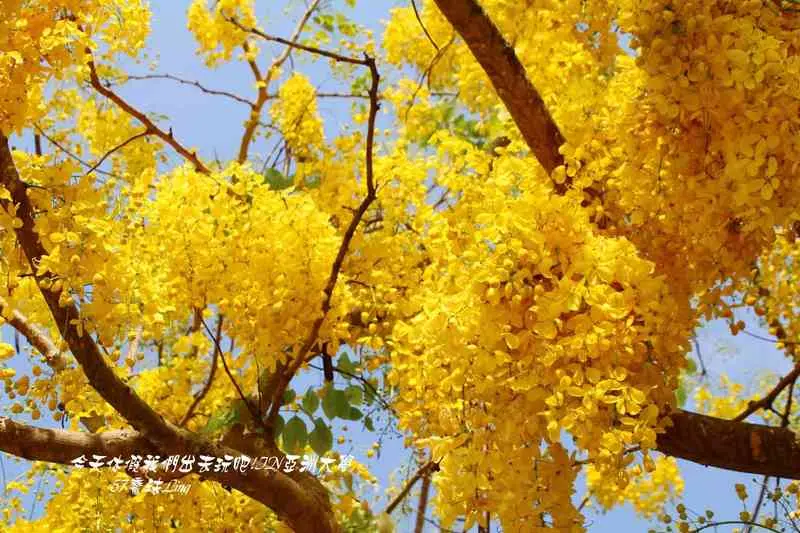 [ 台中⊙霧峰]來觀一場黃金雨與君子之花的爭鋒在亞洲大學
