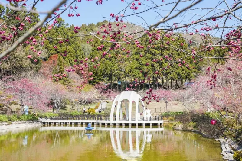 2020賞櫻｜統一清境小瑞士花園 Swiss Garden 南投清境景點推薦、台灣賞櫻（拍攝日期2020/2/2)