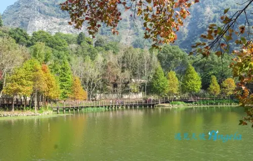 不用出國!南投車埕就有楓紅與落羽松美景 - 遇見天使~Angela