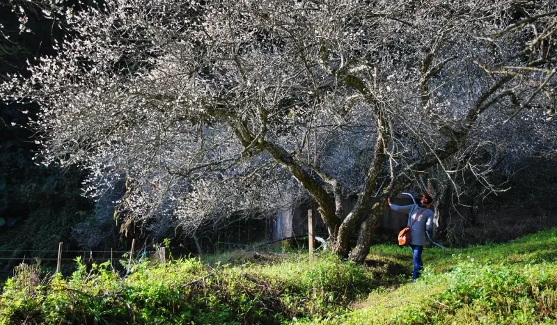 梅雪 ! 沒雪 ! * 南投信義牛稠坑 . 柳家梅園 ( 後山祕境篇 )