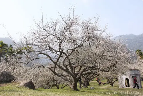 《遊玩》南投信義‧風櫃斗&柳家梅園，像雪花般的梅花美到炸開啦！【2014.1.5】