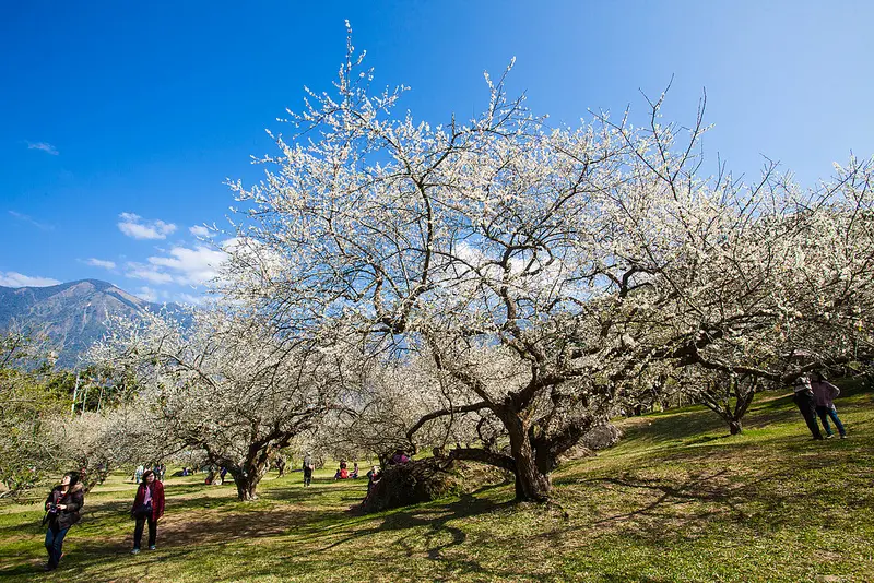 |遊|南投信義 2014賞梅 牛稠坑柳家梅園+賞梅秘境